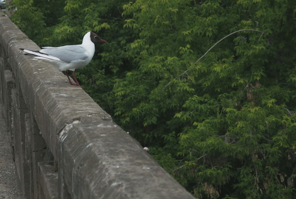 Photograph by Юлия Жереченко