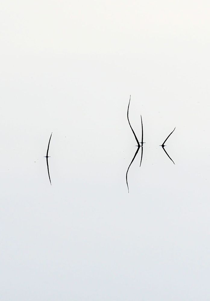 Женственность