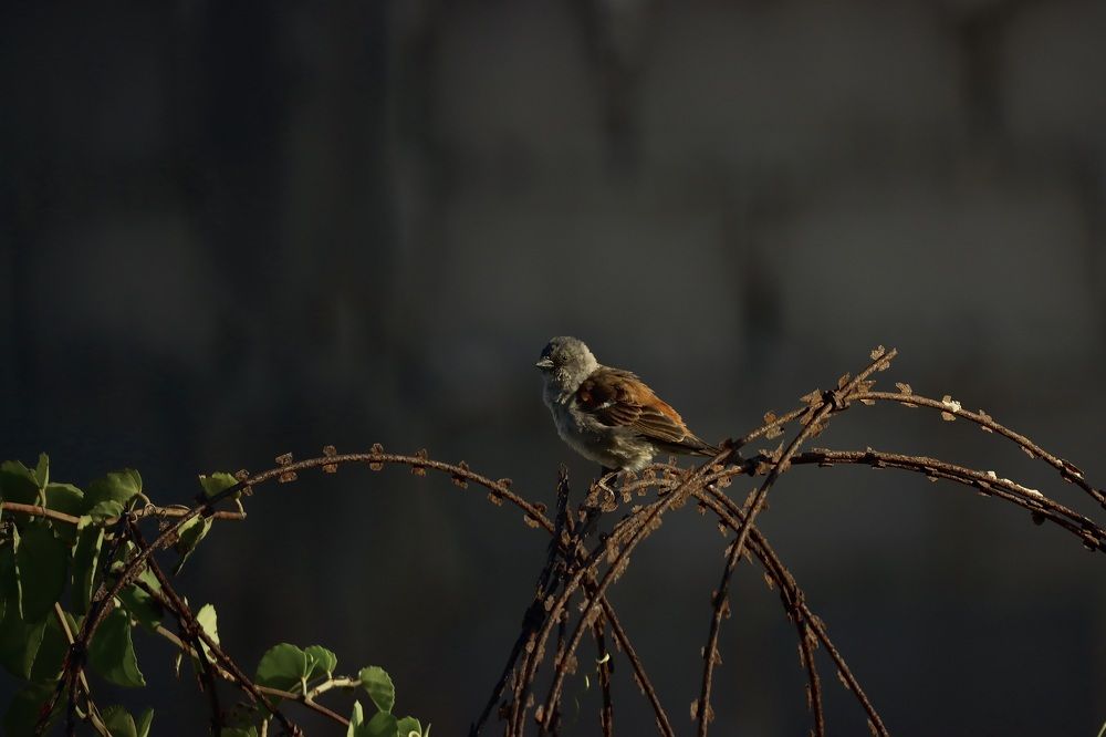 Photograph by Dipanjan Ray