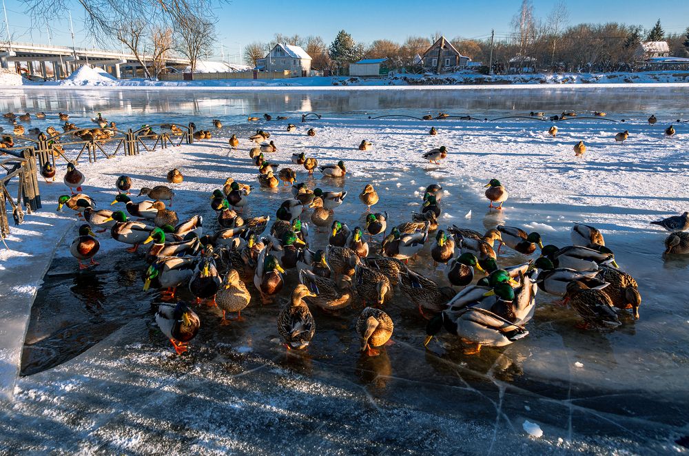 Утиное собрание