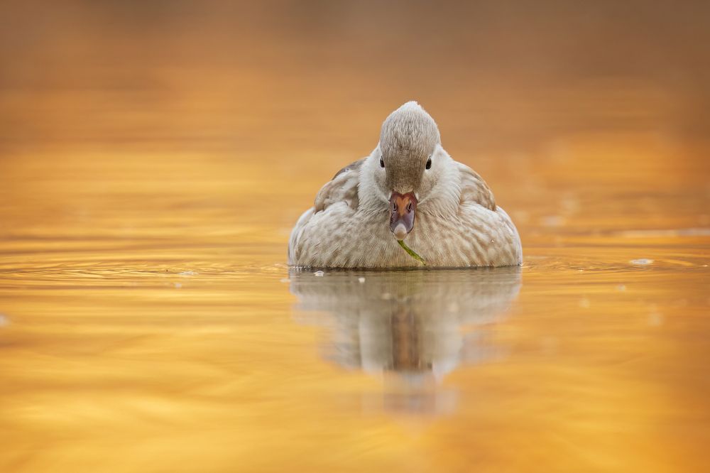 Photograph by Tímea Ambrus