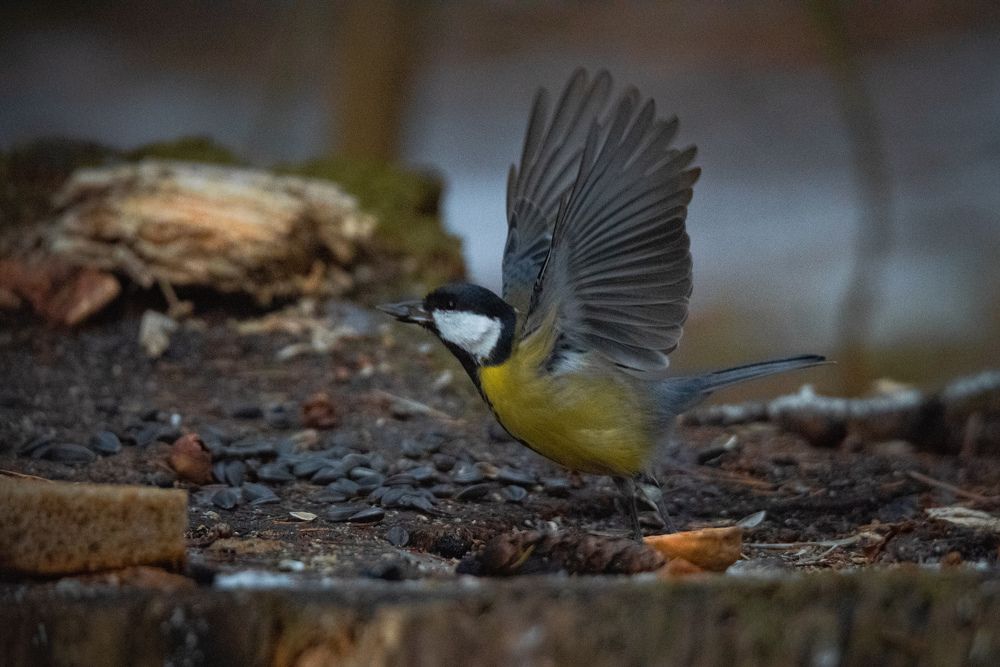 Photograph by Ксения Шилина