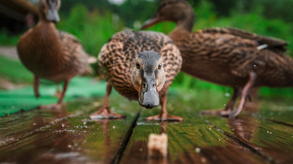 Фотография автора Khazov Artem