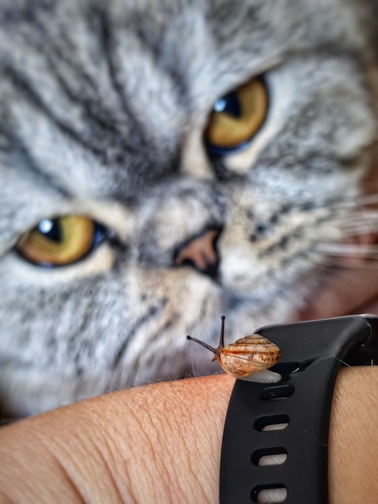 Эти глаза напротив