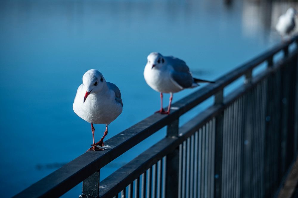 Photograph by Ana Morais