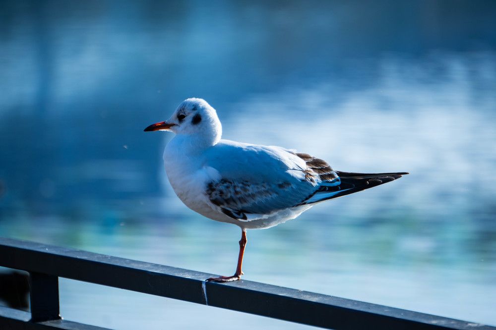 Photograph by Ana Morais