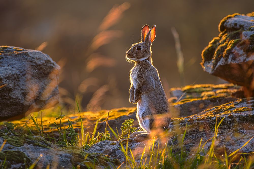 Фотография автора Paolo Barbarini