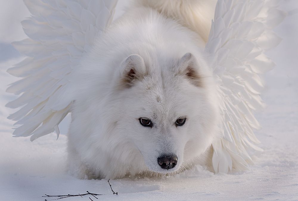 Снежный Ангел.