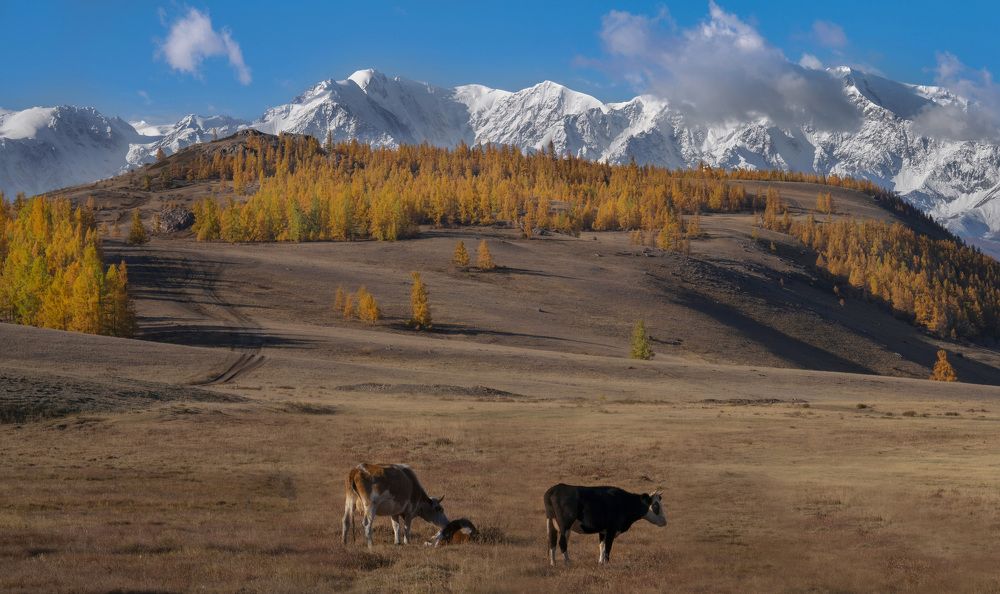 Фотография автора Галина Дейнекина