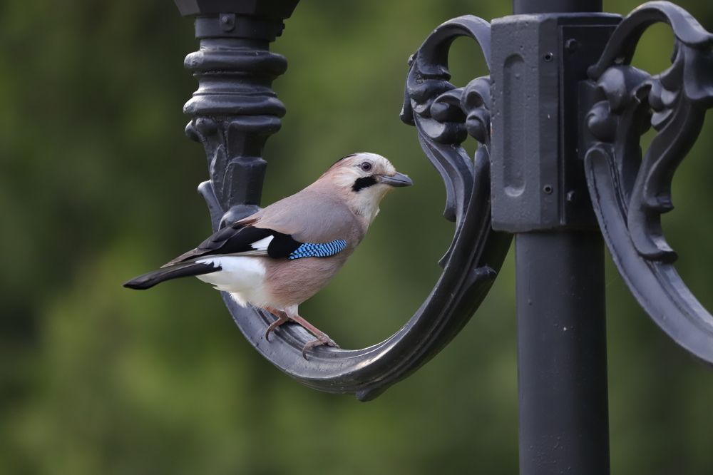 Фотография автора Alexei Kriptozoy