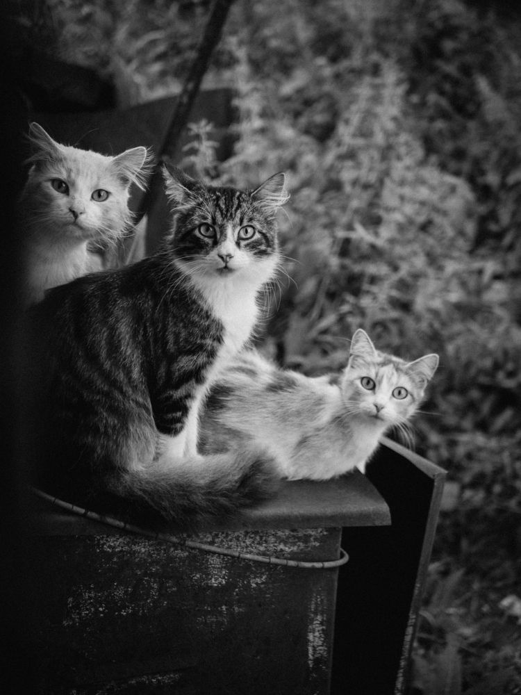 "Three cats - three emotions"