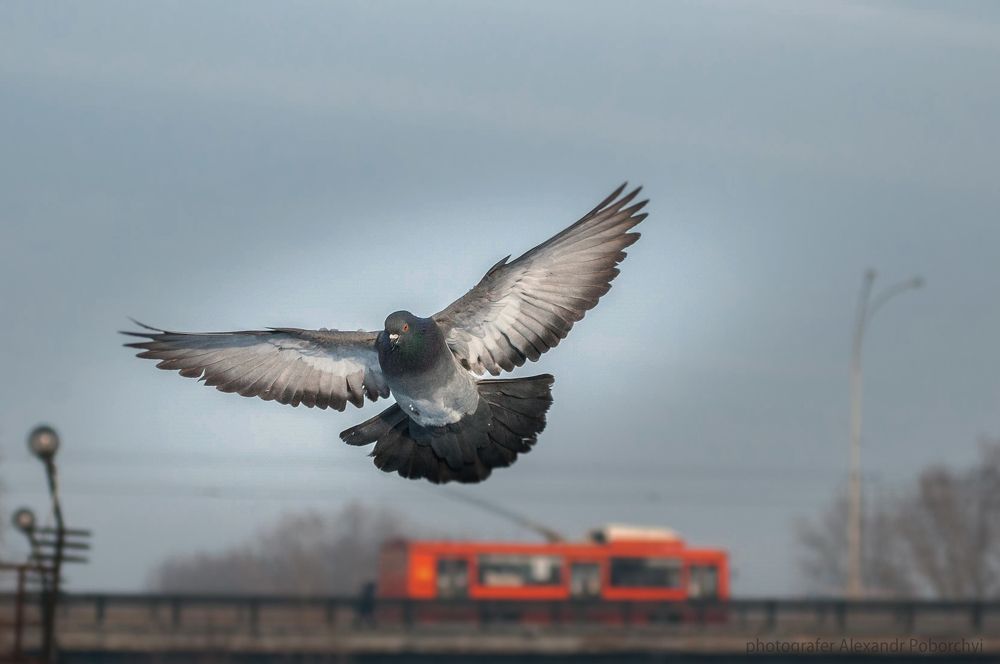 Photograph by Александр Поборчий