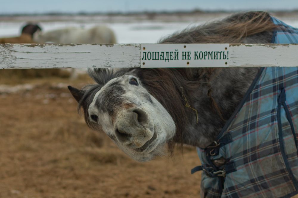 Photograph by Ковригина Евгения