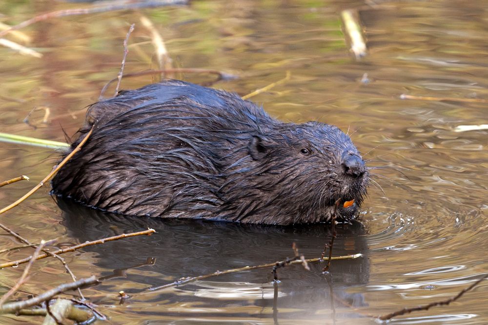 Photograph by Екатерина Бакулина