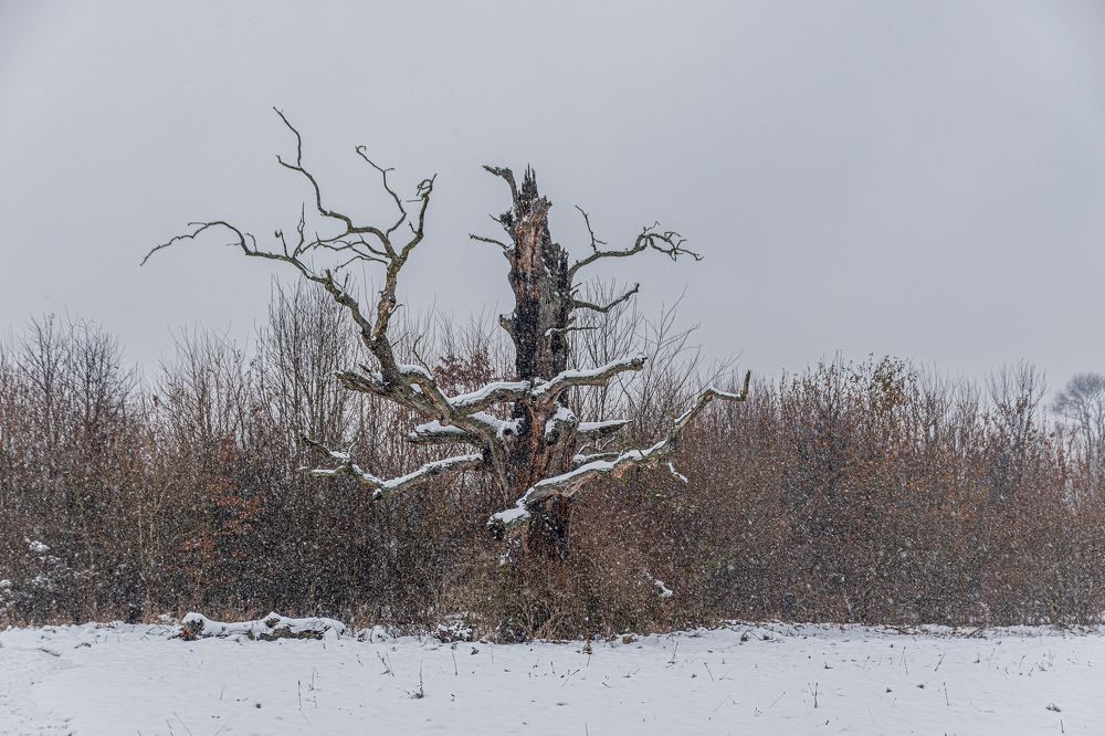 Photograph by Olga Arune