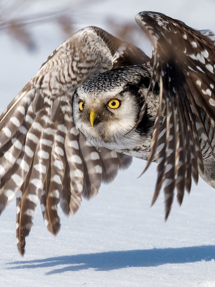 Целеустремленность