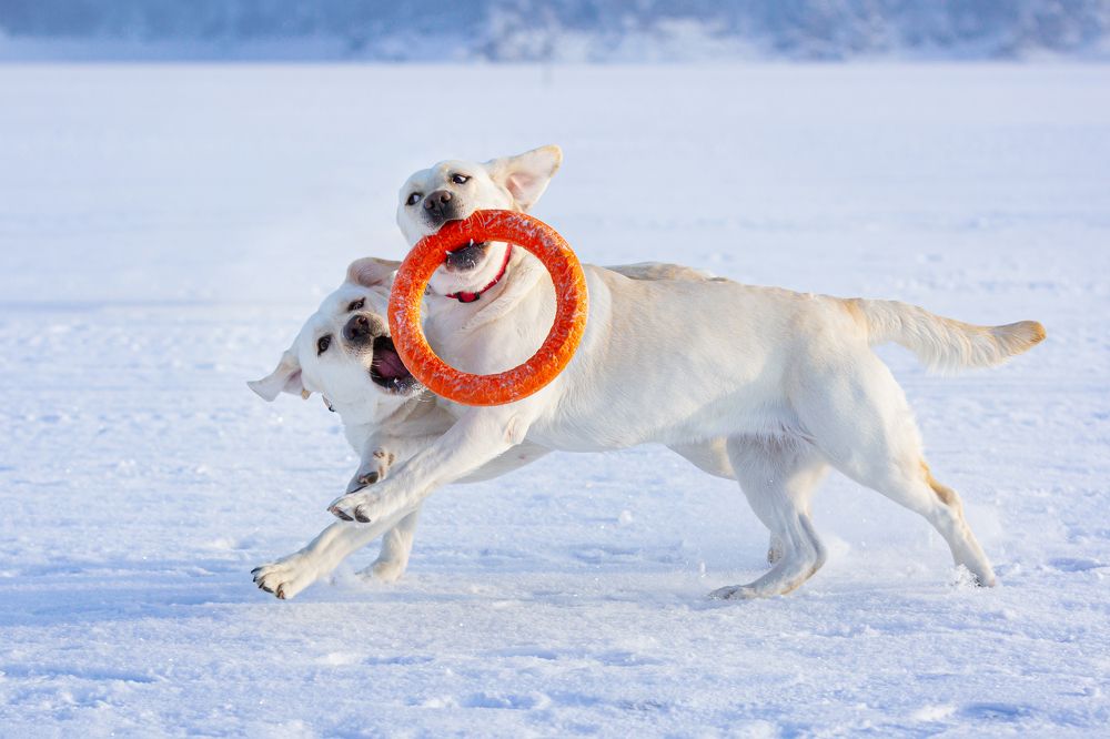 Фотография автора Елена Баврина
