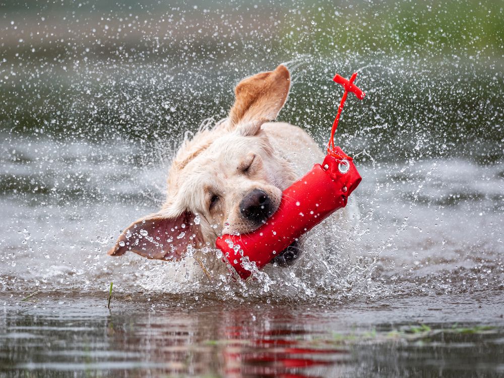 Фотография автора Елена Баврина