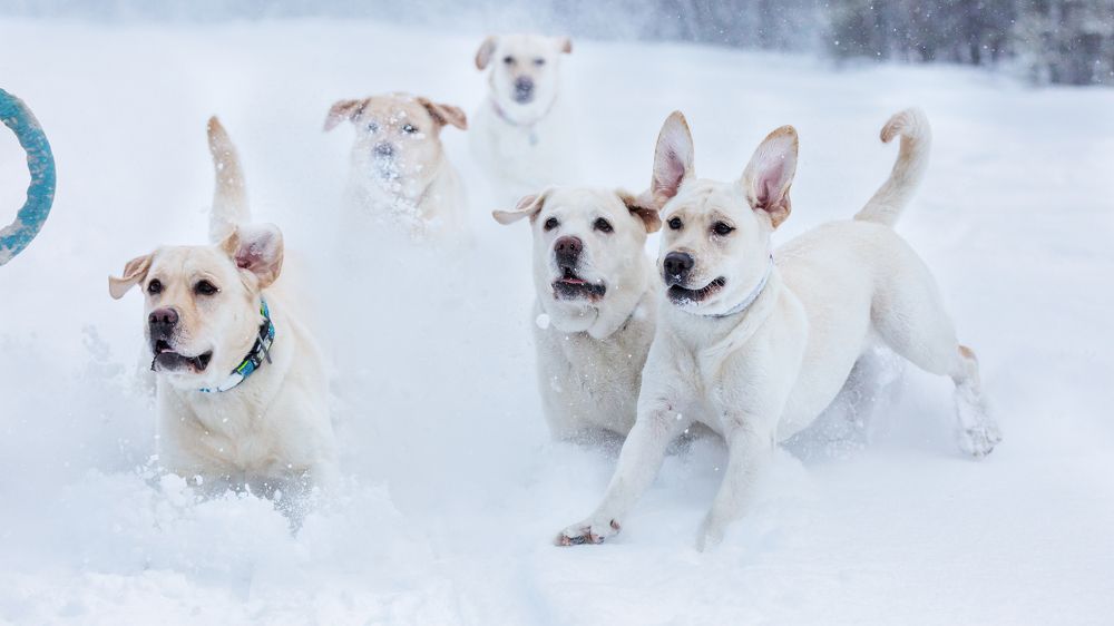 Фотография автора Елена Баврина