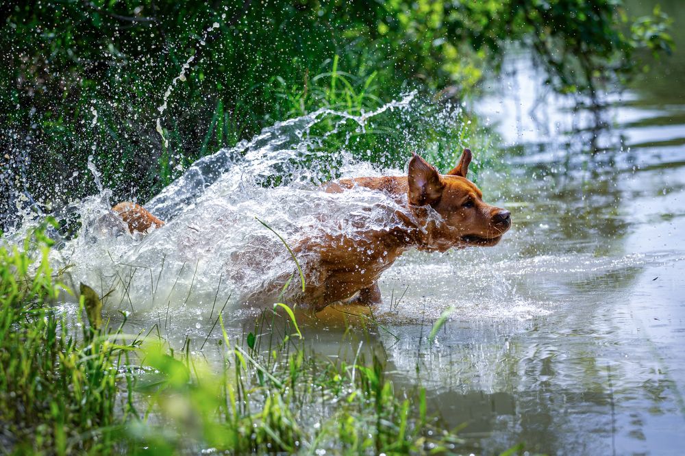 Фотография автора Елена Баврина