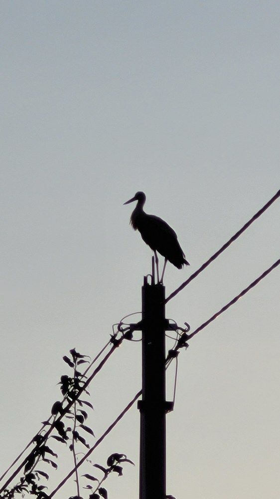 Перед рассветом.