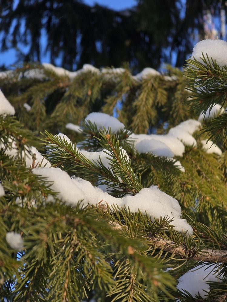 Photograph by Елена Ромашкина