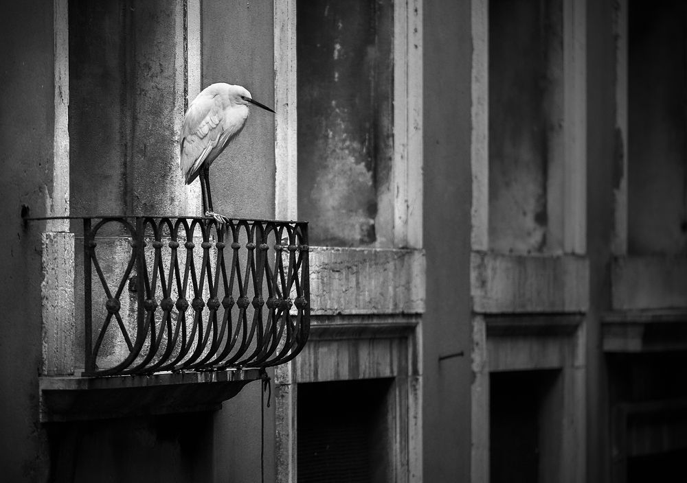 Photograph by Boris Bekelman