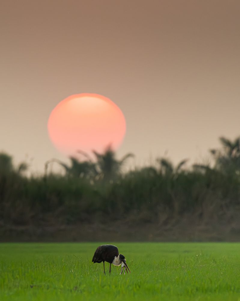 Фотография автора Anandhu M