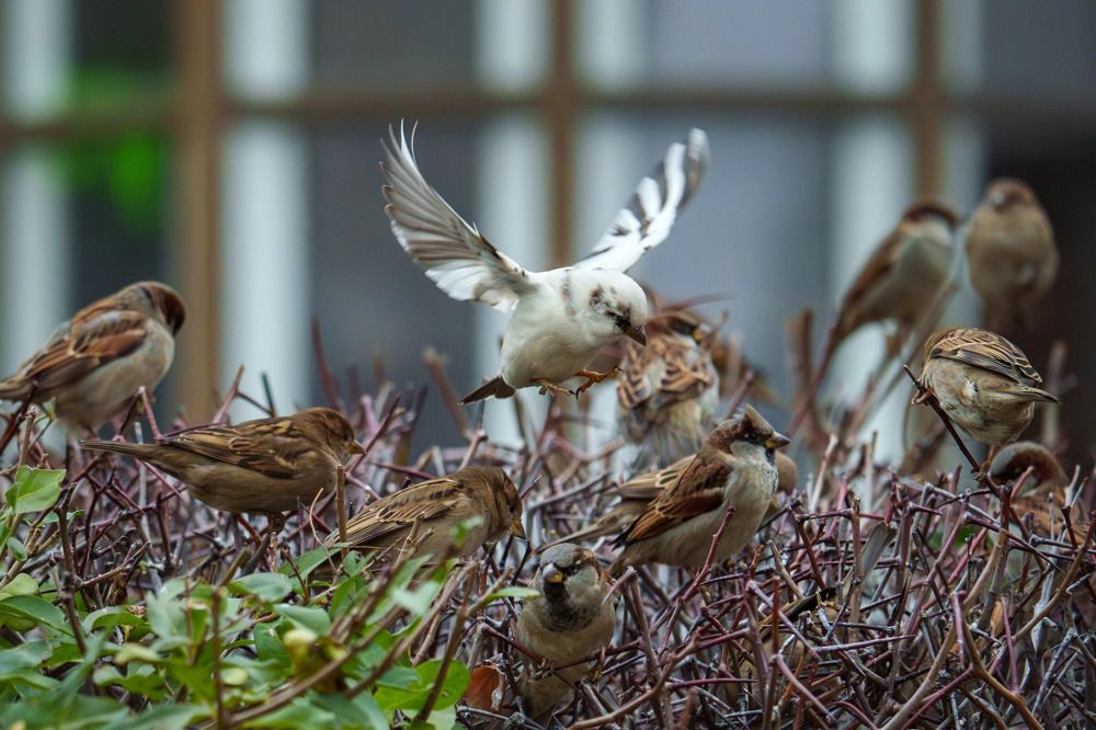 Не такой,  как все. Белый воробей