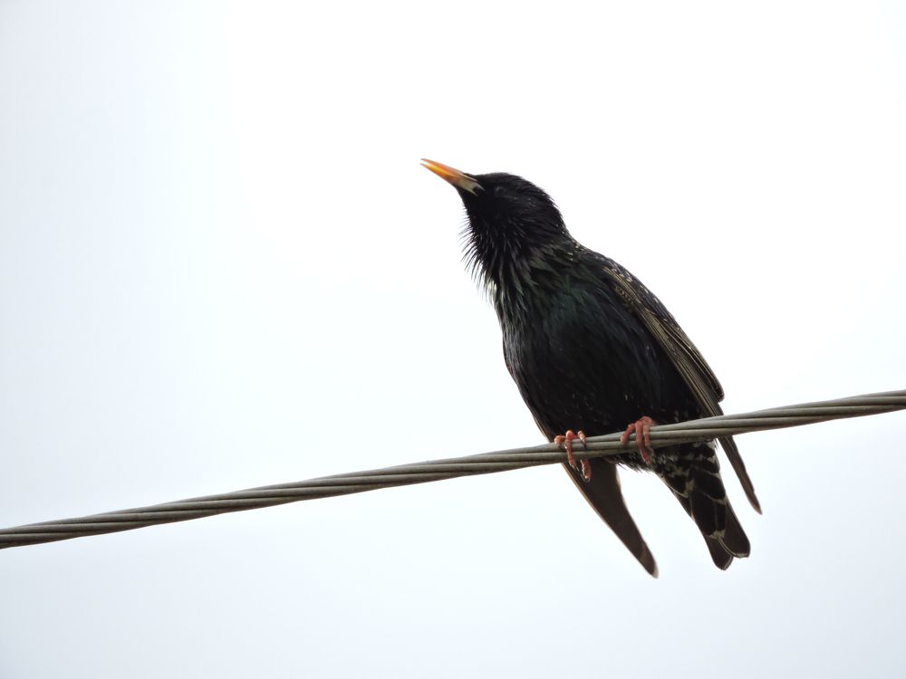 ...Идёт, дорогу! / Spring is coming!