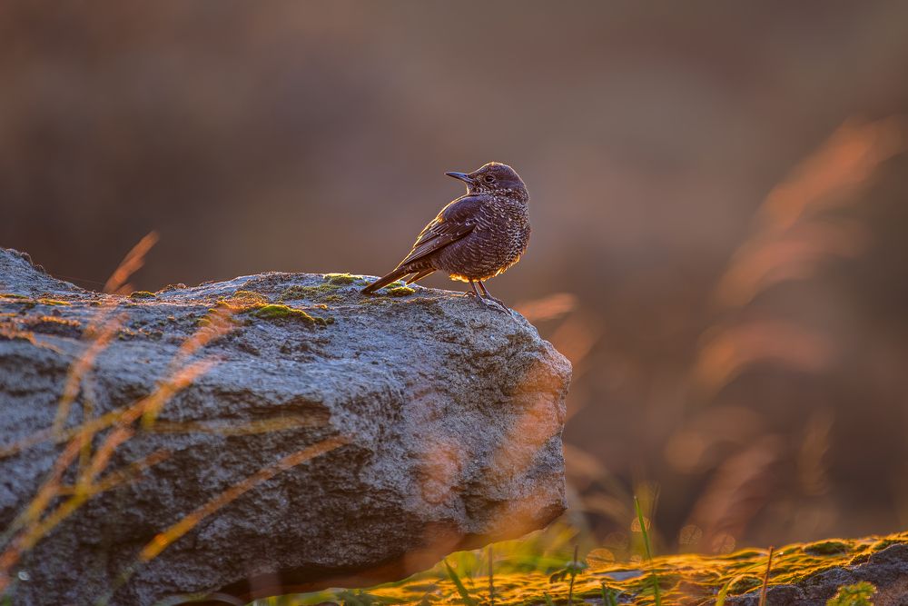 Фотография автора Paolo Barbarini