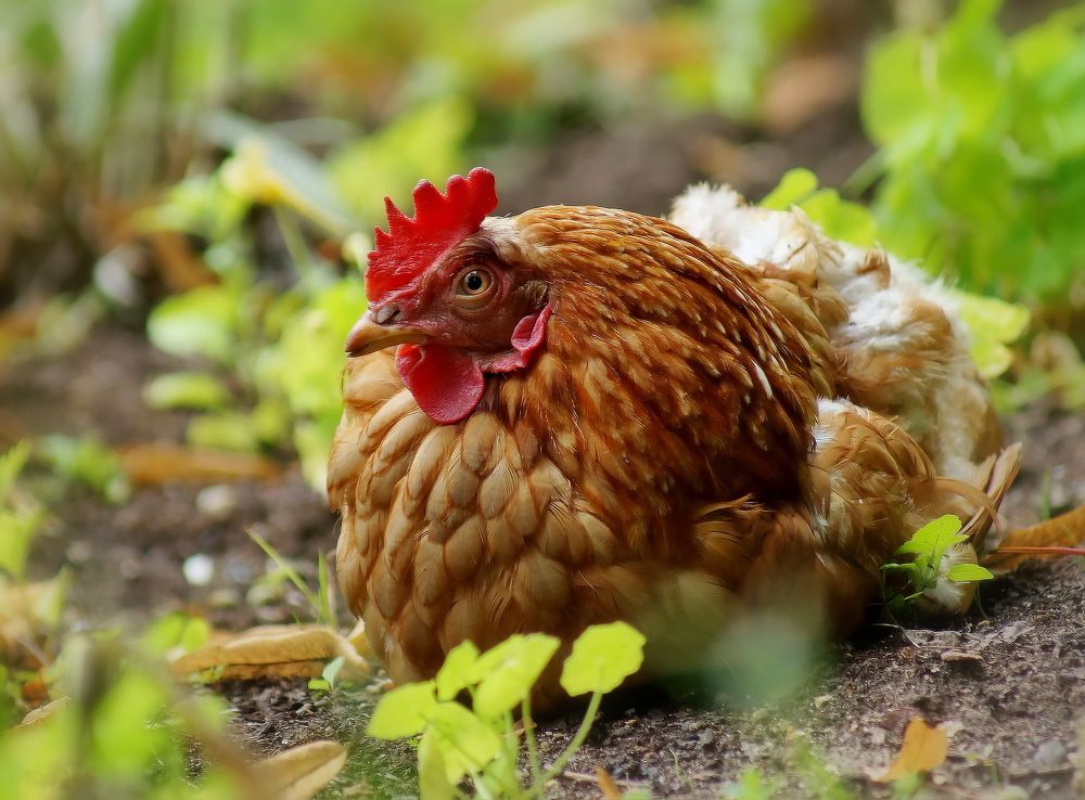 Золотоая курочка