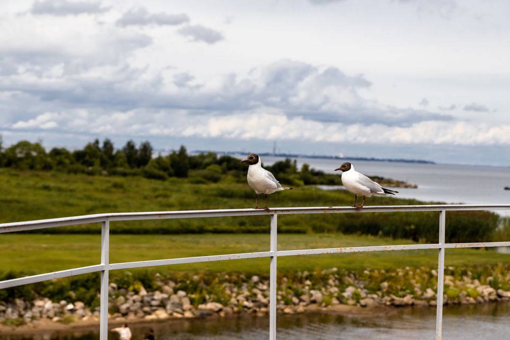 Photograph by Сергей Аникушин