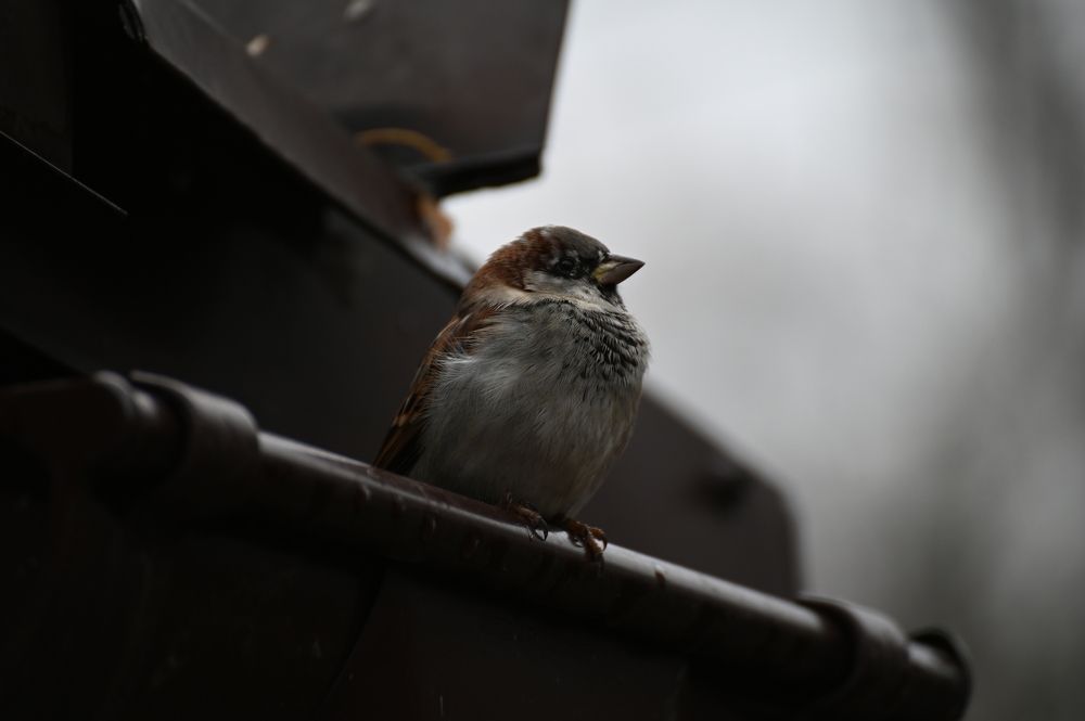 Photograph by Владимир Зеленский