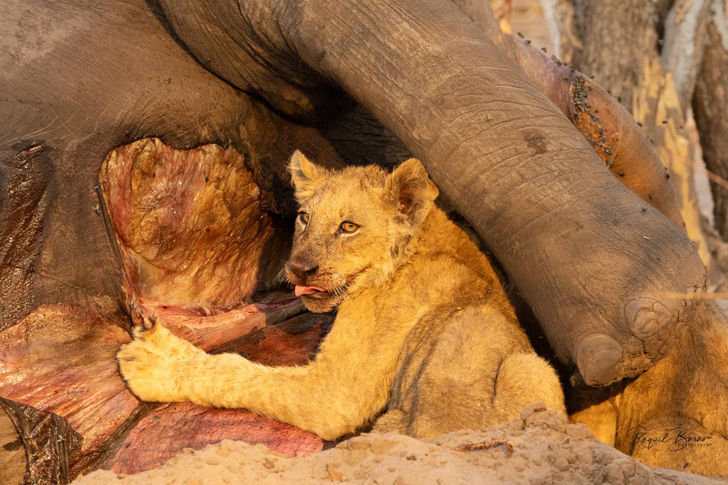 Фотография #11763289