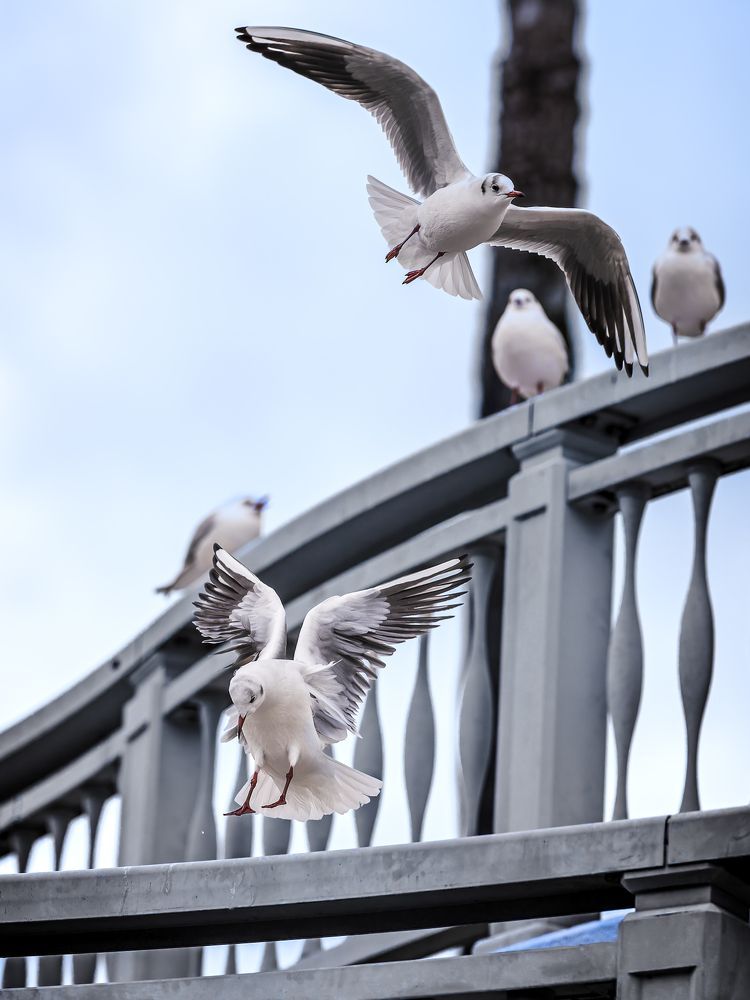 Фотография автора Uesan Aliace