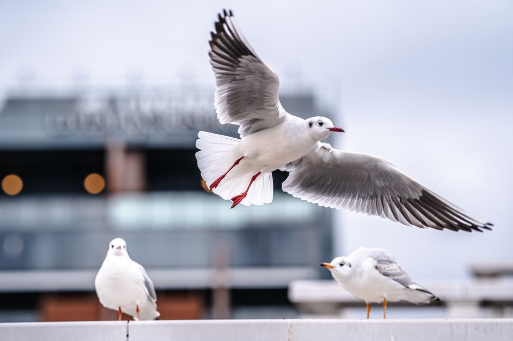 Фотография автора Uesan Aliace