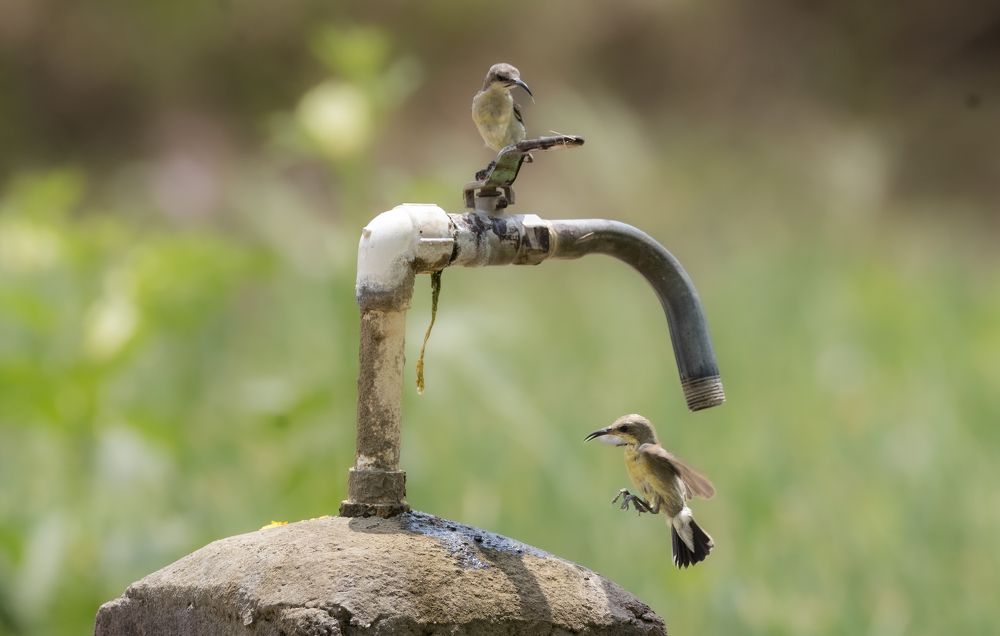 Фотография автора Harsha Devalla