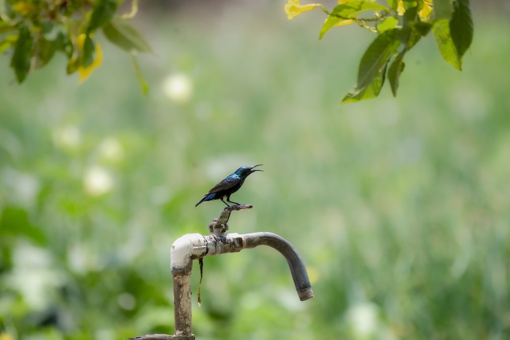 Photograph by Harsha Devalla