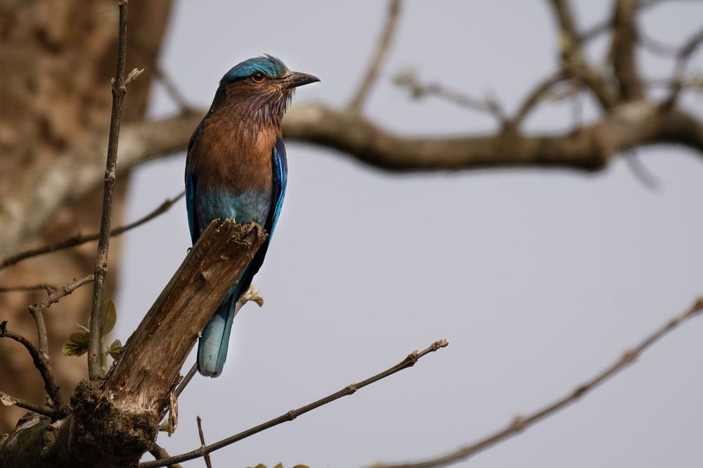 Photograph by Pankaj Dutta