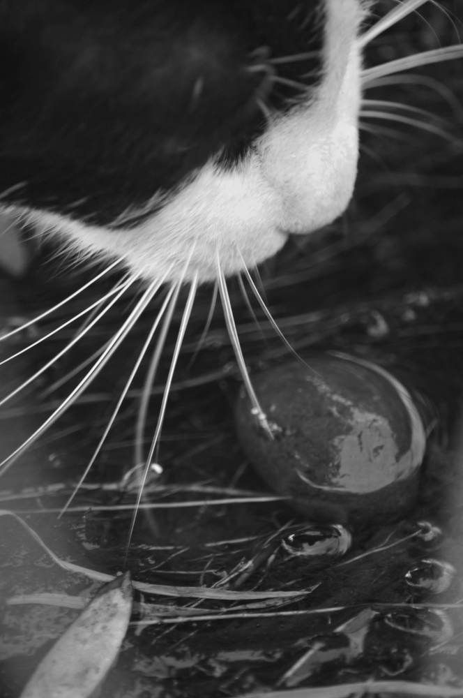 Photograph by Руслан Швиткий