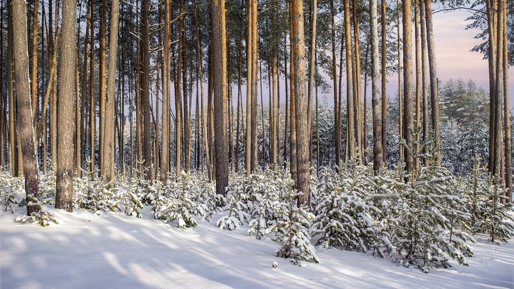 Photograph by Людмила Железнова