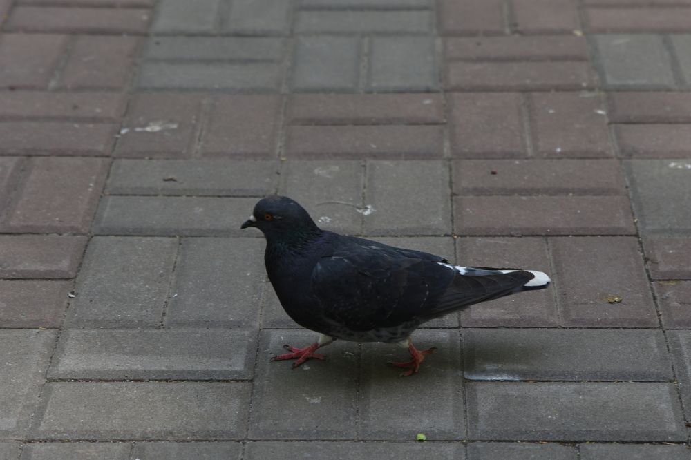 Photograph by Владимир Зеленский