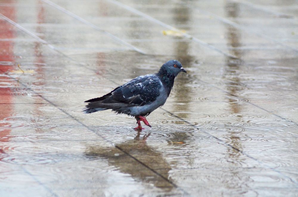 Фотография автора Иван Безрядин