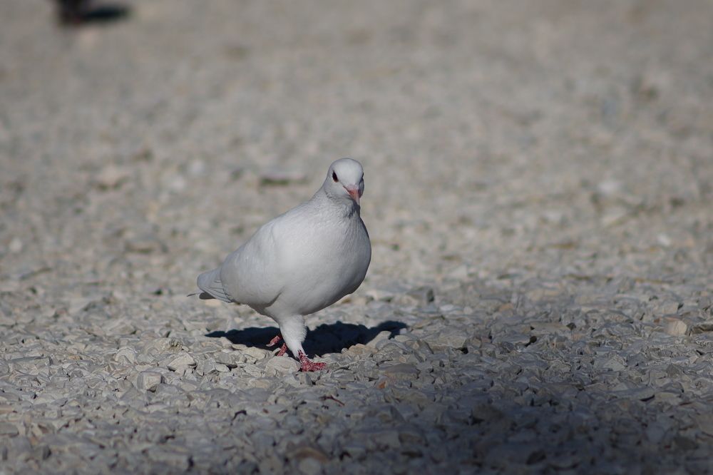 Фотография автора Иван Безрядин