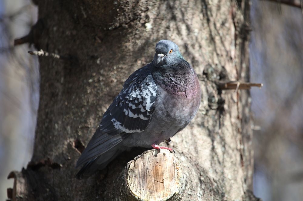 Фотография автора Иван Безрядин