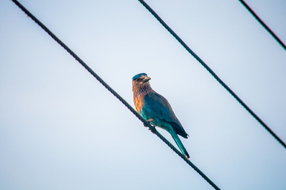 Photograph by Chamara Sulakkhana Polwatta Siriyalage