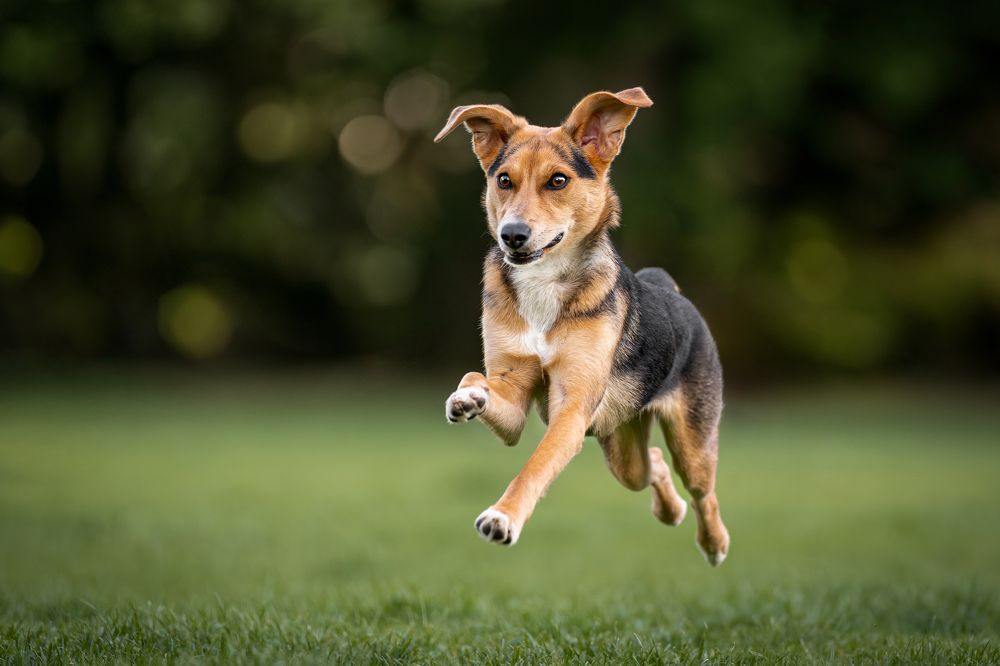 Photograph by Krisztián Csalami