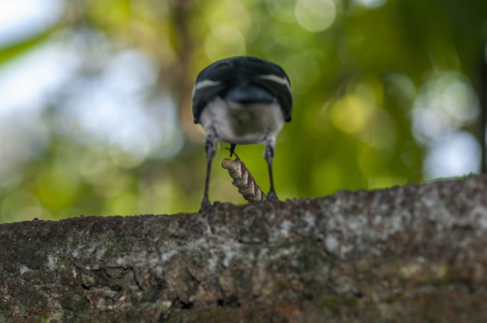 Photograph by Chamara Sulakkhana Polwatta Siriyalage