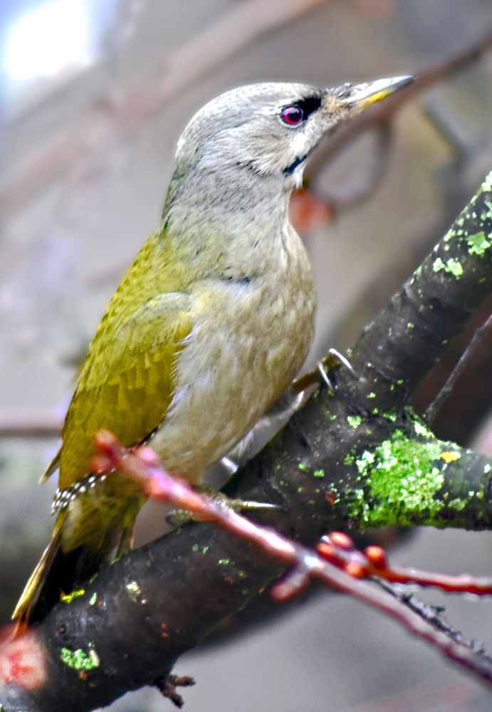 Седой дятел